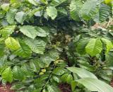 Đất nông nghiệp gần đường Hồ Chí Minh giá rẻ