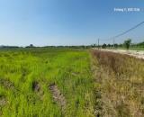 Đất ruộng.1500m2, mt40m, 310 tr/ sào.