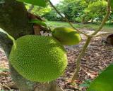 ĐẤT VƯỜN ĐỊNH QUÁN GẦN SÔNG LA NGÀ CHỦ HẠ GIÁ BÁN GẤP CHỈ 390 TRIỆU/1000m²