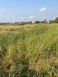 ► Đất đẹp xã Lý Nhơn - Cần Giờ - HCM - 4