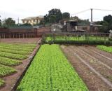 Bán Đất Nông Nghiệp Sài Sơn - Quốc Oai - DT 256m2 - MT 7m - Đường Ô Tô Vào- Gần Đường QH