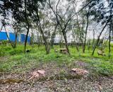 Chính chủ bán đất 4300m2 thổ cư, Sổ hồng riêng ngay giao lộ vòng xoay ngã 6 tua một