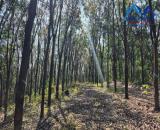 Bán đất trồng cao su tại Bắc Tân Uyên Bình Dương dt 58000m² giá 63,9 tỷ