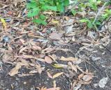 Bán đất tại thị trấn Tân Nghĩa Bình Thuận Lâm Đồng, gần QL1A, giá rẻ ưu đãi