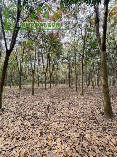 Chính chủ bán 2188m2 đất tại Hoà Lợi, Bến Cát. - 1