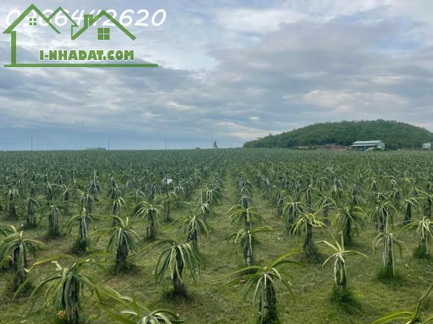 Bán vườn thanh long ruột đỏ, Khu vực đá quý Xã Hồng Liêm, Huyện Hàm Thuận Bắc, Bình Thuận - 1