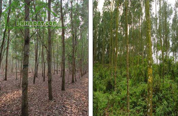 Cần bán nhanh-Đất Hồng Thắng-Hoà Thắng-Bắc Bình-Bình Thuận-DT 8.250m2 - 1