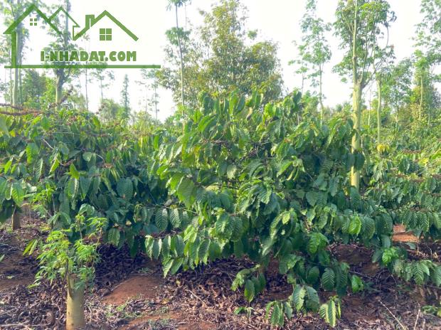 Đất rẫy lk Ea Ktur - Cư Kuin cách đường tránh đông khoảng 150m