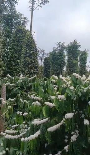 7,5 sào đất liên kết thuộc c5 xã Ea Tiêu - Cư Kuin siêu đẹp 10 cây như 10