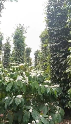 7,5 sào đất liên kết thuộc c5 xã Ea Tiêu - Cư Kuin siêu đẹp 10 cây như 10 - 2