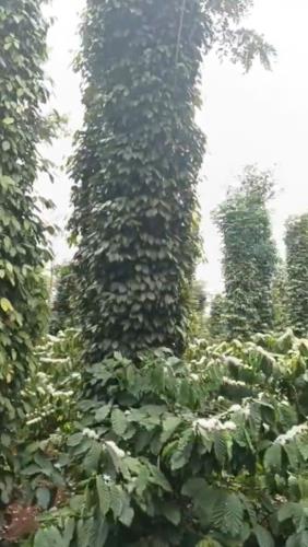 7,5 sào đất liên kết thuộc c5 xã Ea Tiêu - Cư Kuin siêu đẹp 10 cây như 10 - 5