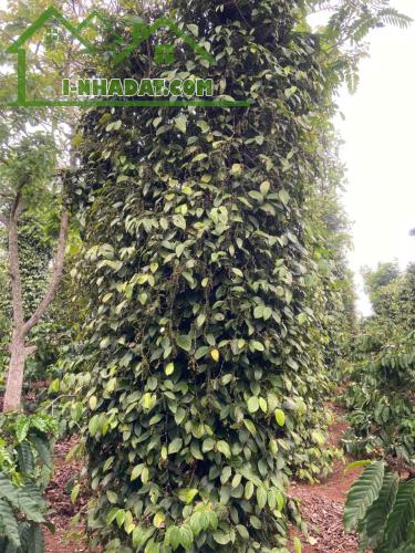 Ea Ktur - Cư Kuin sau ủy ban xã 3,2 sào thực tế hơn 3 sào