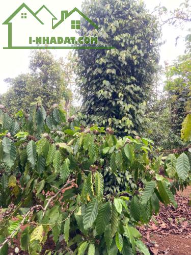 Ea Ktur - Cư Kuin sau ủy ban xã 3,2 sào thực tế hơn 3 sào - 2