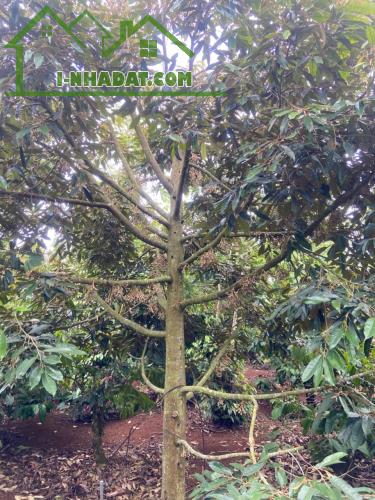 Ea Ktur - Cư Kuin sau ủy ban xã 3,2 sào thực tế hơn 3 sào - 3