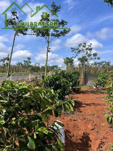 Eaktur - Cưkuin đất lk 1 ha diện tích bám mặt đường tránh đông dài miên man - 1