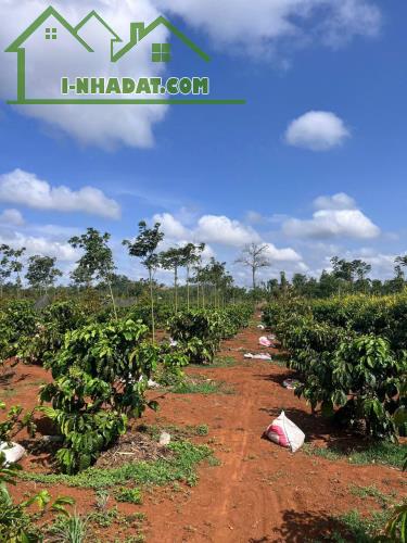 Eaktur - Cưkuin đất lk 1 ha diện tích bám mặt đường tránh đông dài miên man - 3