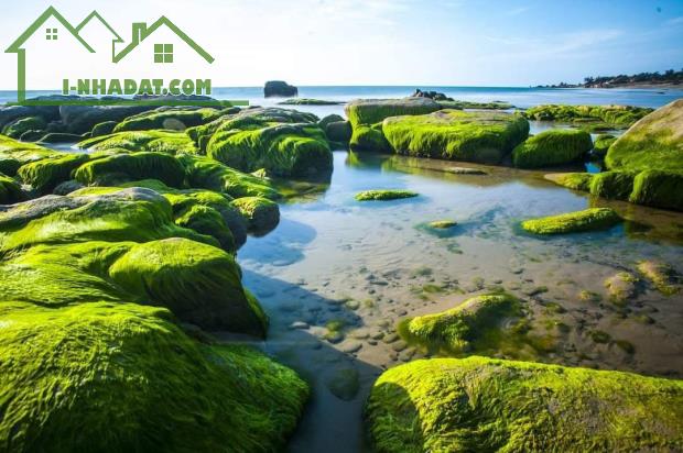 BÁN NHANH: Lô Đất Biển Tuy Phong, Bình Thuận – Giá Chỉ 240 Triệu, Thổ Cư 100%! - 4