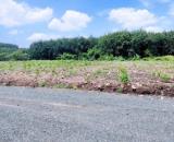 1000m2 ngang 15m đang trồng tràm giá 330 đồng phú bình phước