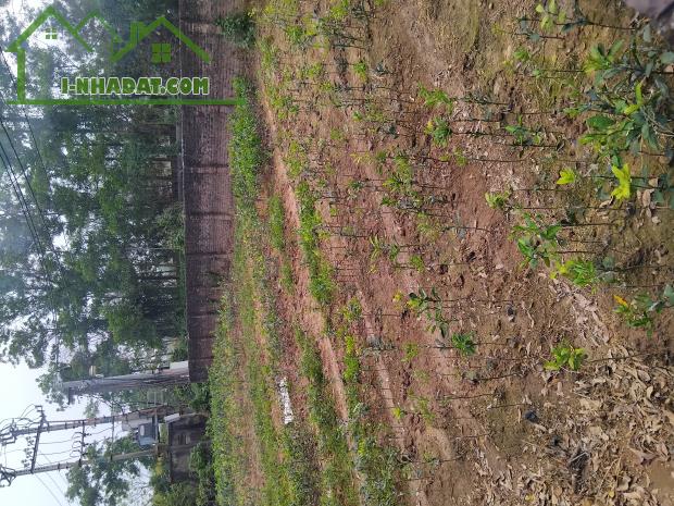 Bán 300m gần cầu thanh trì cầu vĩnh tuy đường 6m chi 19 tỷ 500  200m thổ cư - 1