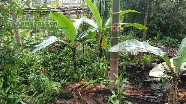🏡 🔥 ĐẤT ĐẸP – GIÁ RẺ – SỔ ĐỎ CHÍNH CHỦ 🔥 -  Mặt tiền đường Lý Thánh Tông, Thị trấn Phú - 3