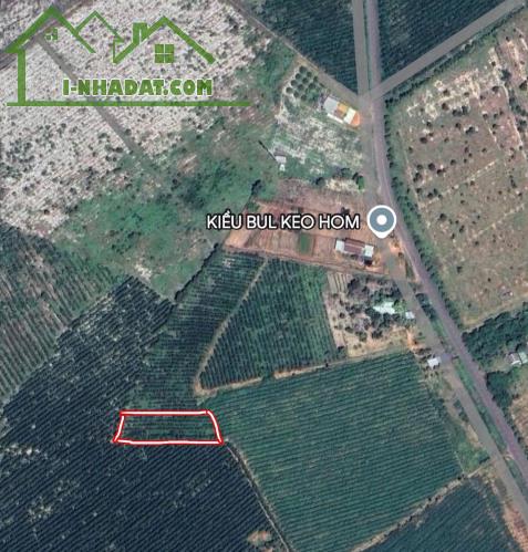 BÁN GẤP 1.236M² ĐẤT MẶT TIỀN SUỐI TỨ, THẮNG HẢI, HÀM TÂN, BÌNH THUẬN - 1