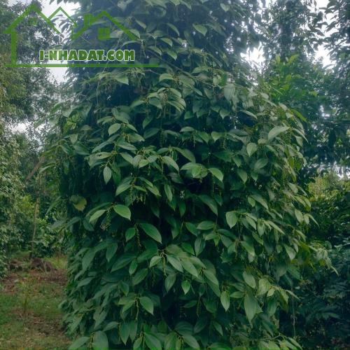 Bình Thuận-Buôn Hồ lô đất 3200m2 full tiêu và cà phê cho thu hoạch mạnh mặt tiền miên man - 1