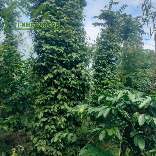 Bình Thuận-Buôn Hồ lô đất 3200m2 full tiêu và cà phê cho thu hoạch mạnh mặt tiền miên man - 2
