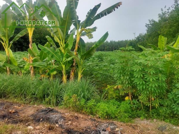 BÁN ĐẤT MẶT TIỀN ĐƯỜNG 23 XÃ HÒA THẠNH HUYỆN CHÂU THÀNH TÂY NINH --10.000M2 - 1