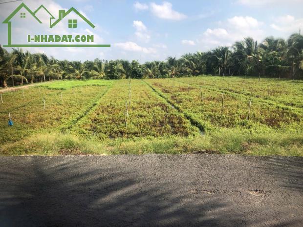 1,5công mặt tiền đường ấp 2, Tam Hiệp,Châu Thành,Tiền Giang - 1