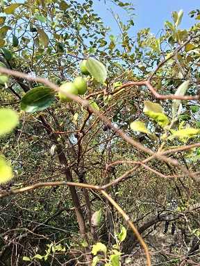 CẦN BÁN ĐẤT TẠI: P. THỚI AN, Q. Ô MÔN, TP. CẦN THƠ - 2