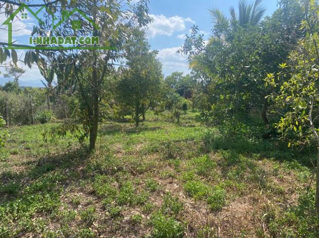 BÁN ĐẤT THÔN 11 – HÒA NAM, DI LINH – 1.181M², CÓ 75M² THỔ CƯ, TRỒNG SẦU RIÊNG, MẶT TIỀN - 1