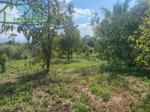 BÁN ĐẤT THÔN 11 – HÒA NAM, DI LINH – 1.181M², CÓ 75M² THỔ CƯ, TRỒNG SẦU RIÊNG, MẶT TIỀN