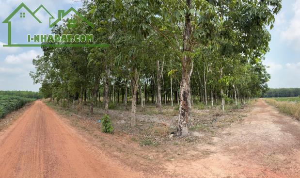 ĐẤT CAO SU ĐẸP NHƯ SÂN BANH – SÁT BECAMEX – CƠ HỘI VÀNG CHO NHÀ ĐẦU TƯ