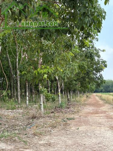 ĐẤT CAO SU ĐẸP NHƯ SÂN BANH – SÁT BECAMEX – CƠ HỘI VÀNG CHO NHÀ ĐẦU TƯ - 1