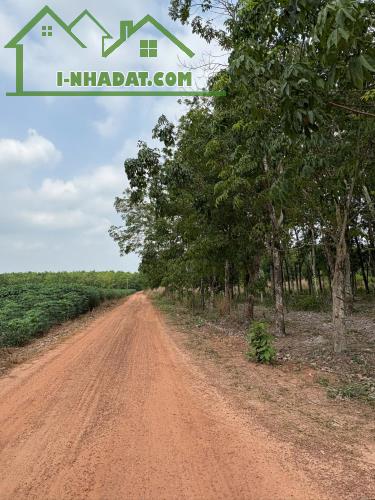 ĐẤT CAO SU ĐẸP NHƯ SÂN BANH – SÁT BECAMEX – CƠ HỘI VÀNG CHO NHÀ ĐẦU TƯ - 2
