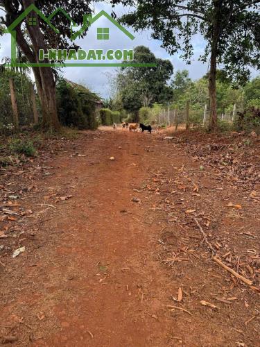 Phường An Lạc thị xã Buôn Hồ đất full thổ cư 5m x 30m - 1