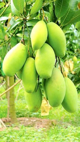 BÁN RẺ NHÀ VƯỜN TÂN PHONG, SỔ HỒNG THỔ CƯ, ĐƯỜNG NHỰA 6m THÔNG SÂN ĐẬU OTO - 7