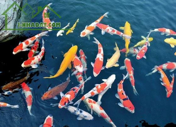 BÁN RẺ NHÀ VƯỜN TÂN PHONG, SỔ HỒNG THỔ CƯ, ĐƯỜNG NHỰA 6m THÔNG SÂN ĐẬU OTO - 11
