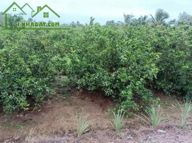 19x55m2 Vườn Góc 2 MT đường xe oto view kệnh thoáng mát - 2
