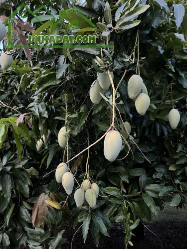 🌳 BÁN VƯỜN XOÀI ĐẸP NHƯ MƠ – VIEW HỒ TRỊ AN CỰC PHẨM 🌊