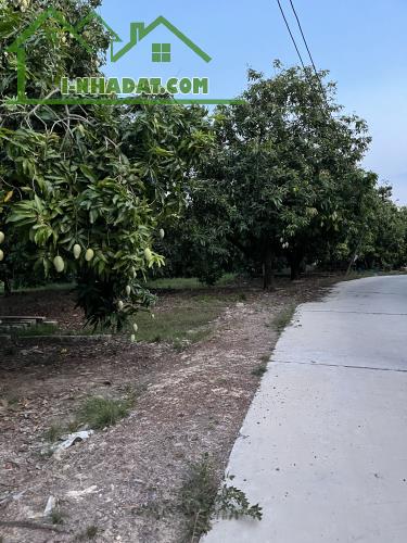 🌳 BÁN VƯỜN XOÀI ĐẸP NHƯ MƠ – VIEW HỒ TRỊ AN CỰC PHẨM 🌊 - 3