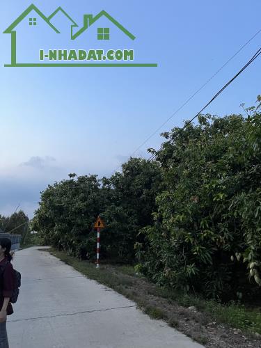 🌳 BÁN VƯỜN XOÀI ĐẸP NHƯ MƠ – VIEW HỒ TRỊ AN CỰC PHẨM 🌊 - 4