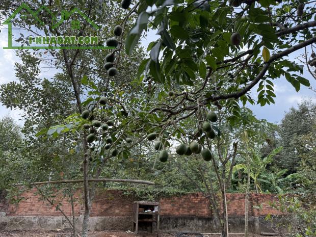 CHÍNH CHỦ BÁN GẤP VƯỜN GẦN SÂN BAY LONG THÀNH – CÓ THỔ CƯ – GIÁ CHỈ 1TR9/M² (THƯƠNG LƯỢNG) - 5