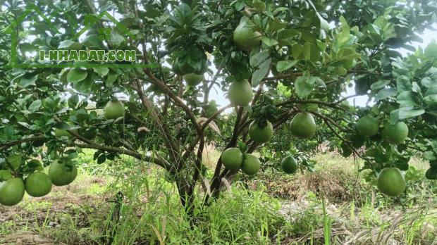 Cần bán gấp vườn bưởi H. Phú Riềng, Bình Phước, 2500m2, thổ cư 400m2