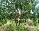 Cần bán gấp vườn bưởi H. Phú Riềng, Bình Phước, 2500m2, thổ cư 400m2