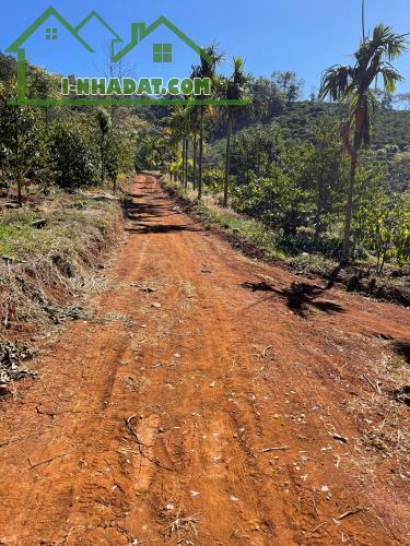 Cần bán gấp lô đất 1,2HA xã Cư Né, huyện Krông Búk, Tỉnh Đắk lắk - 1