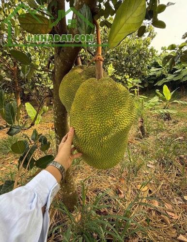 BÁN VƯỜN TRÁI CÂY đã thu hoạch - ngay khu dân cư - đường Ô TÔ vào tận đất - điện nước có - 2