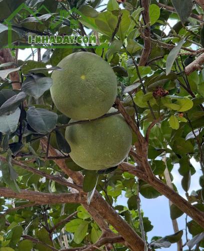 BÁN VƯỜN TRÁI CÂY đã thu hoạch - ngay khu dân cư - đường Ô TÔ vào tận đất - điện nước có - 3
