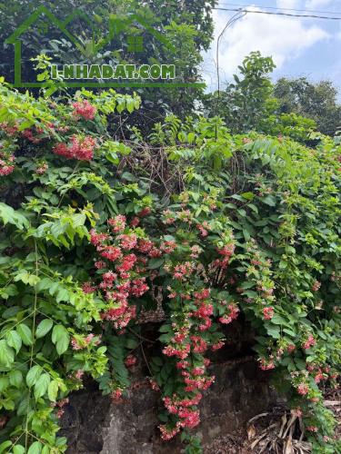BÁN VƯỜN TRÁI CÂY đã thu hoạch - ngay khu dân cư - đường Ô TÔ vào tận đất - điện nước có - 4