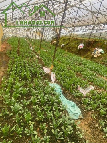 ĐẤT ĐẸP – GIÁ  TỐT - CẦN BÁN  LÔ Đất Đường Cam Ly, Phường 5, TP Đà Lạt, Lâm Đồng. - 3